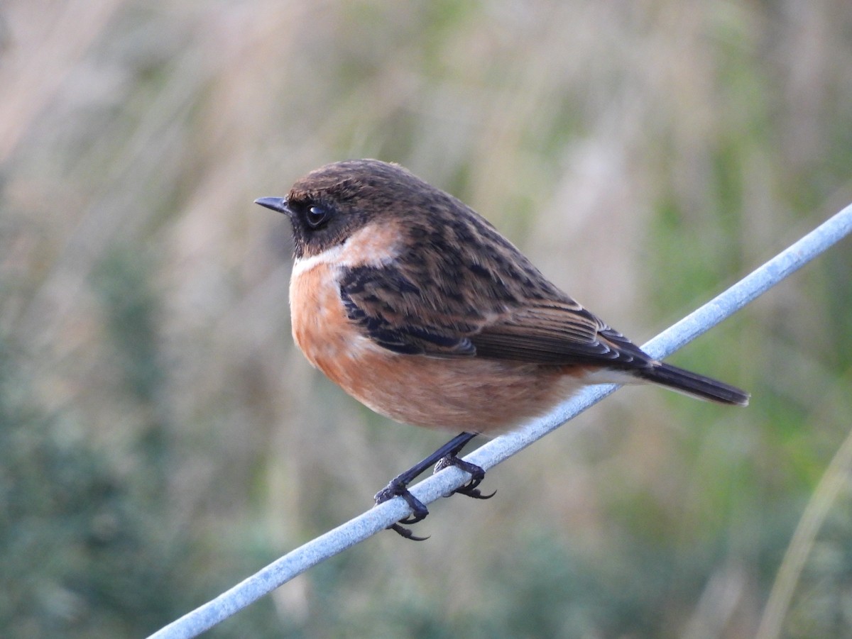 European Stonechat - ML646449033