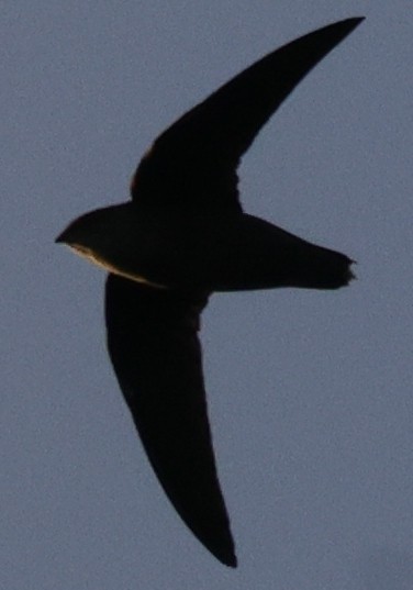 Chimney Swift - ML646449034