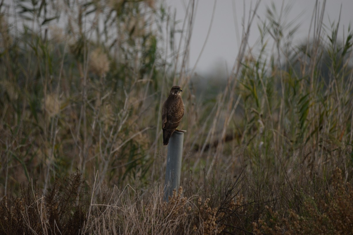 Common Buzzard - ML646449036