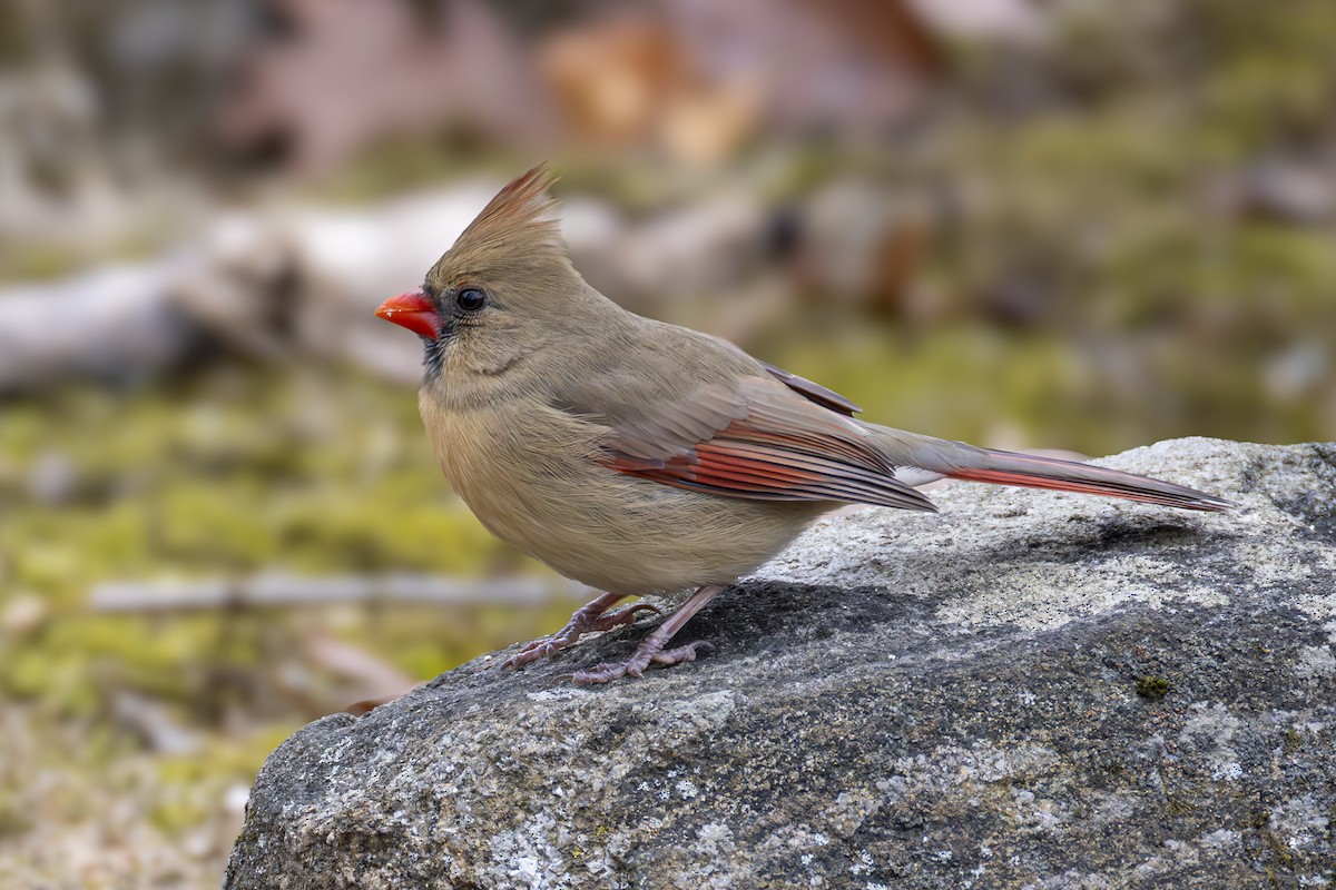 Northern Cardinal - ML646449037