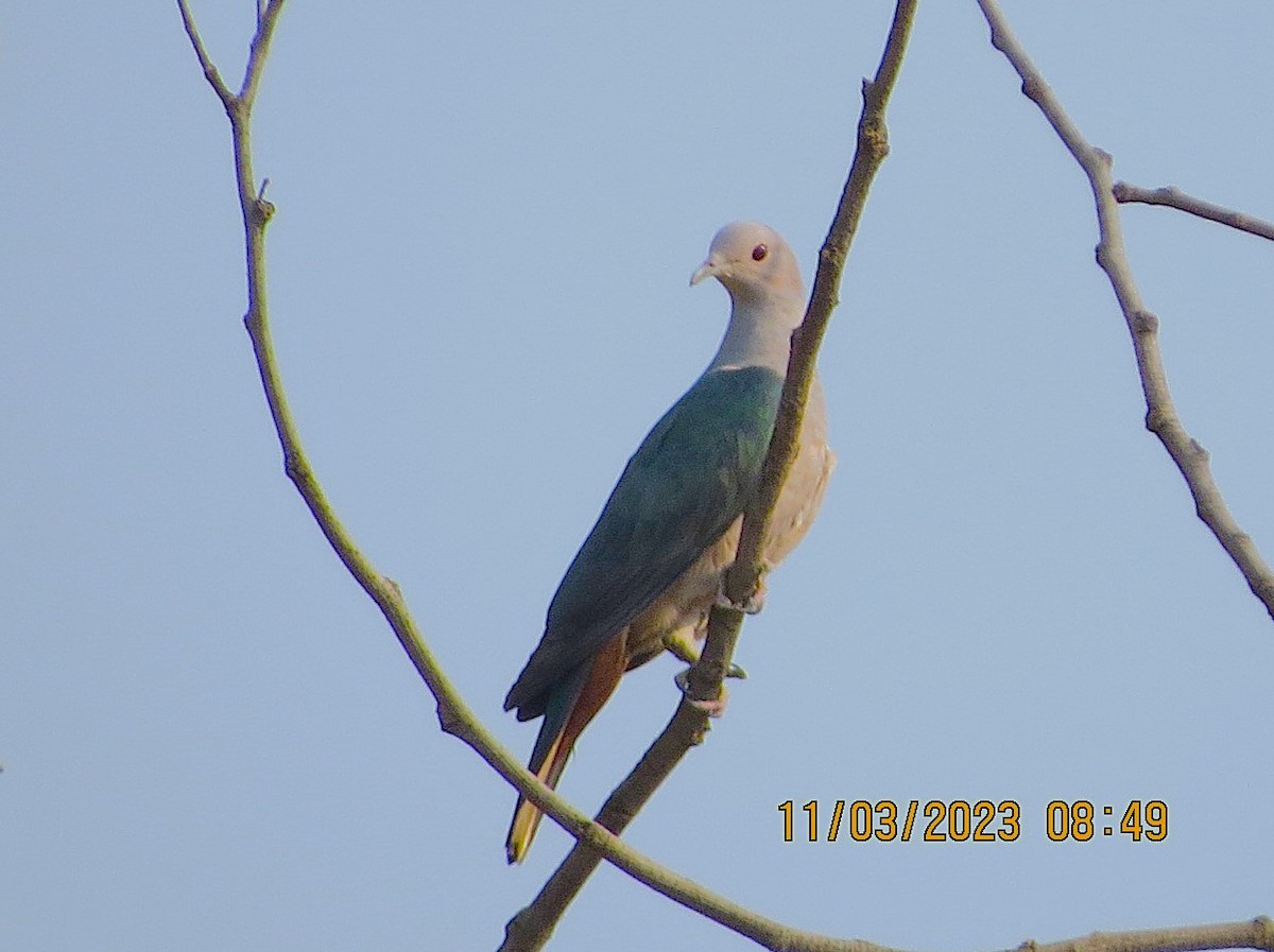 Green Imperial-Pigeon - ML646449038