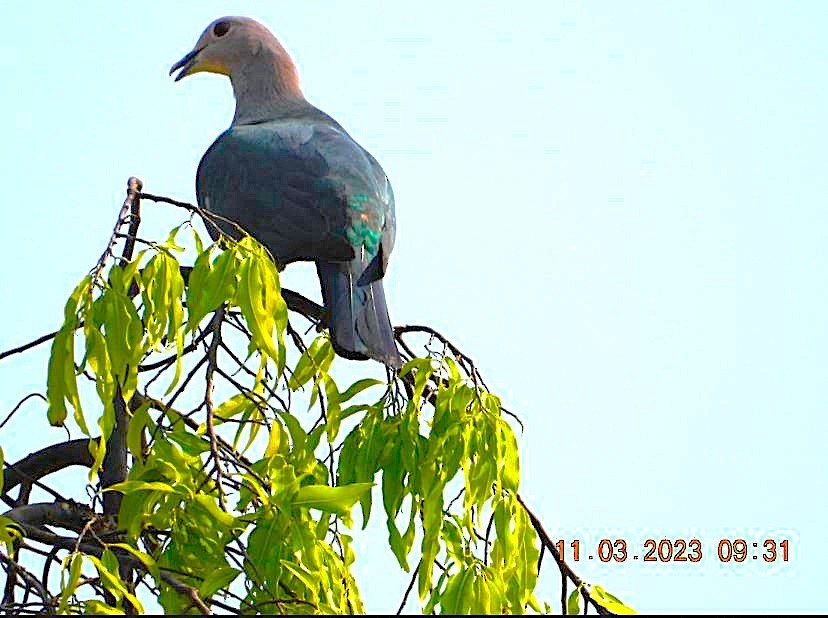 Green Imperial-Pigeon - ML646449039
