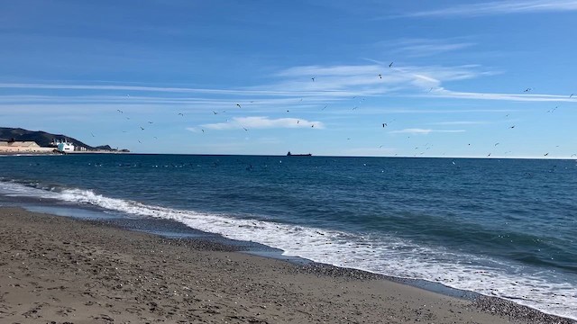 Северная олуша - ML646449040