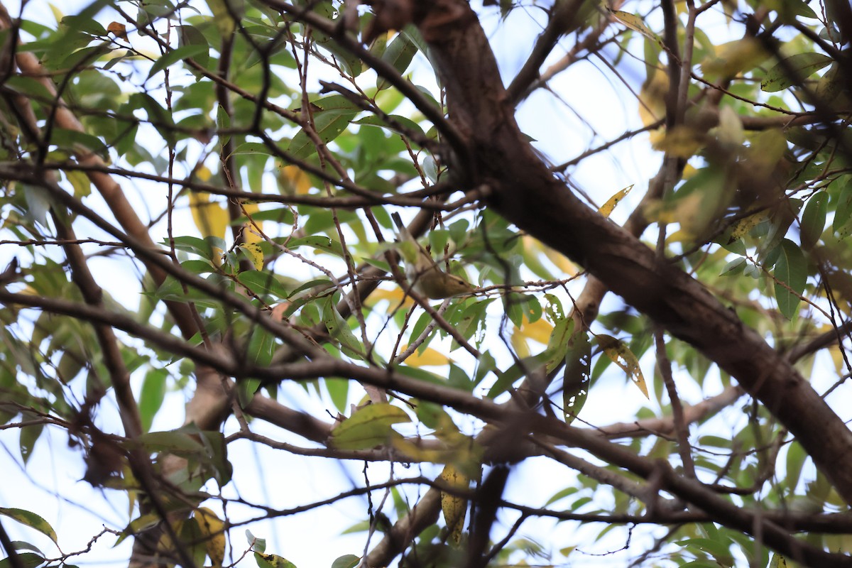 Arctic Warbler - ML646449041