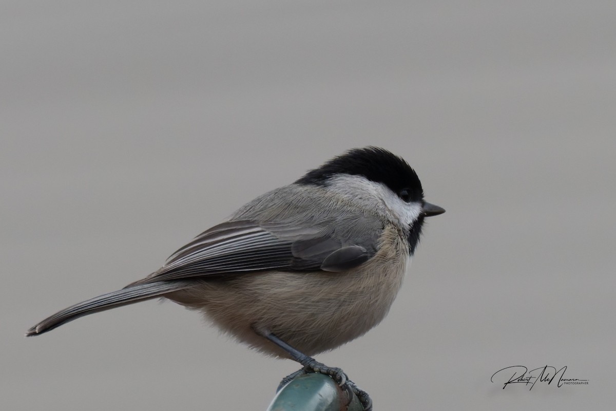 Carolina Chickadee - ML646449042