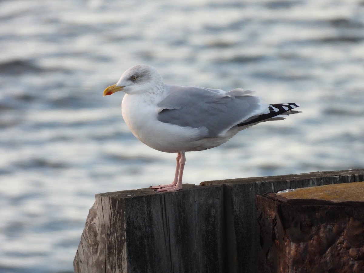 European Herring Gull - ML646449043