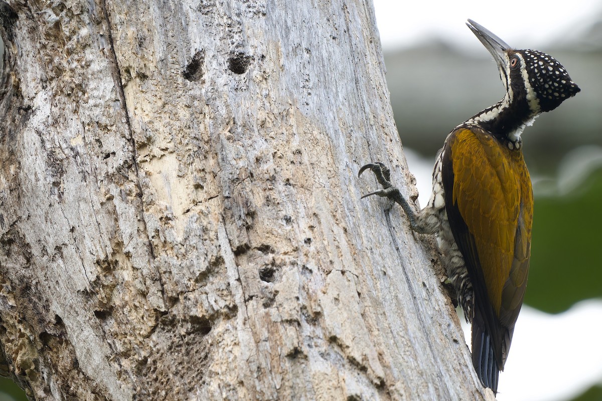 datel zlatopláštíkový - ML646449044