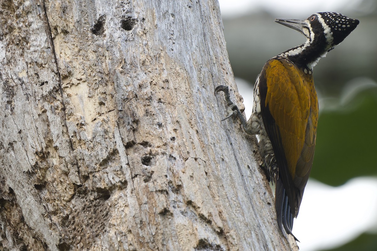 datel zlatopláštíkový - ML646449045