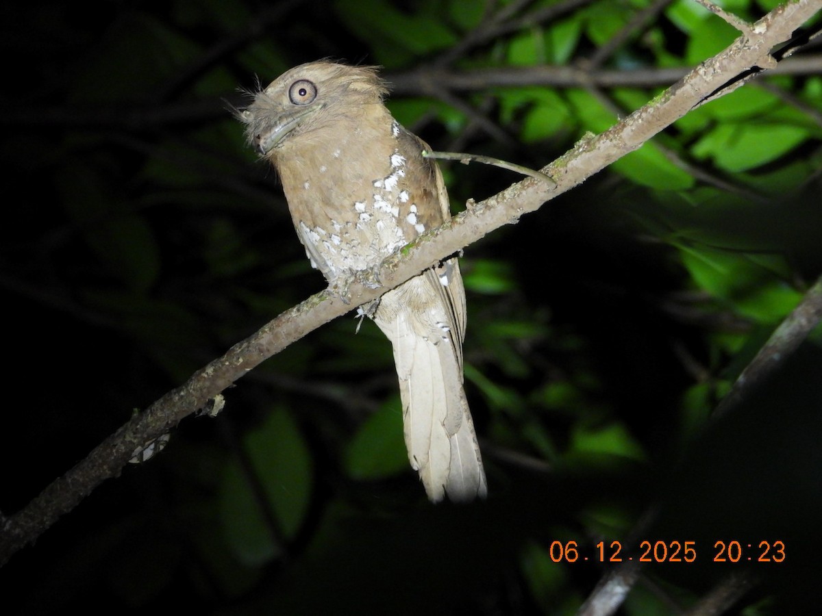 Sri Lanka Frogmouth - ML646449052