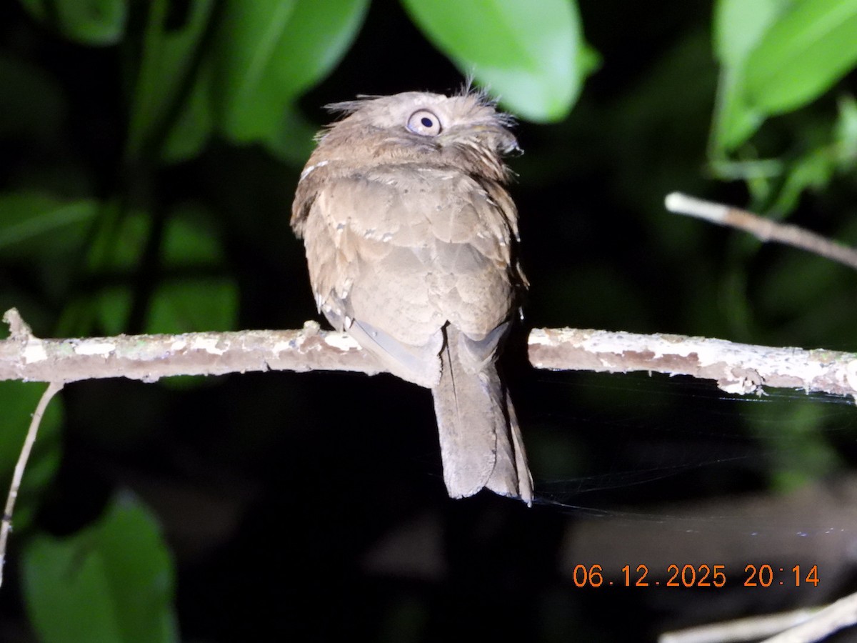 Sri Lanka Frogmouth - ML646449060