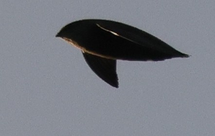 Chimney Swift - ML646449061