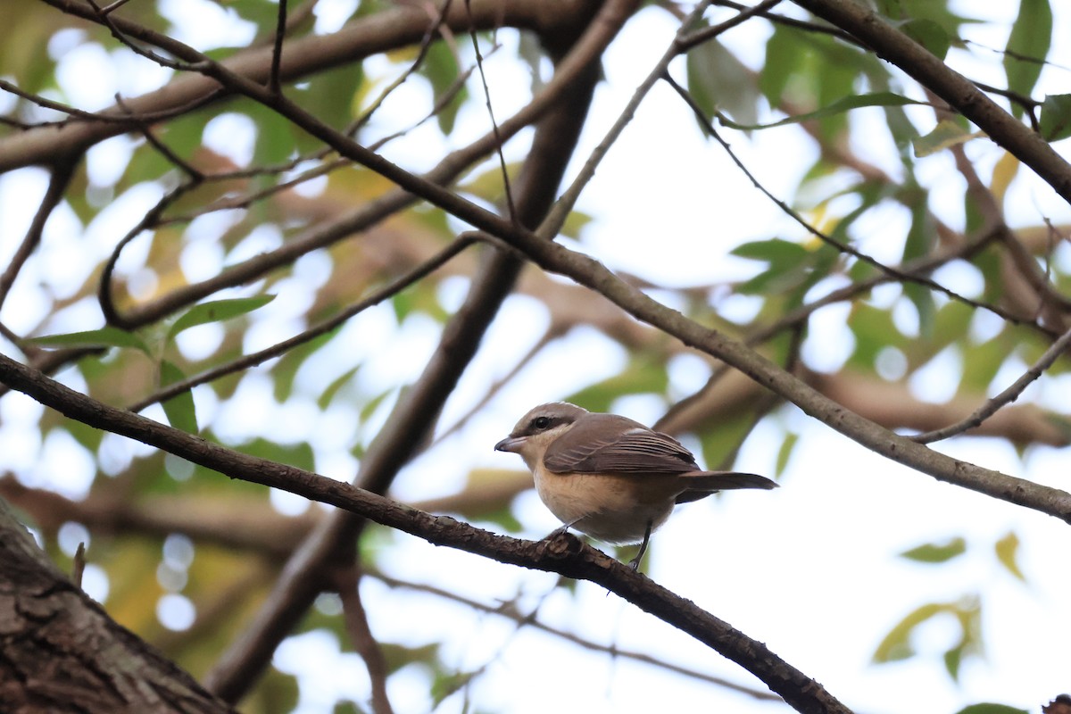 Brown Shrike - ML646449062
