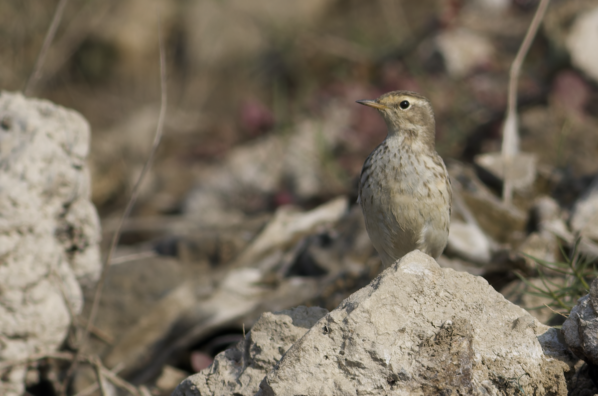 Water Pipit - ML646449064