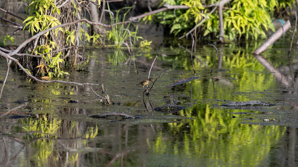 Oriental Reed Warbler - ML646449067