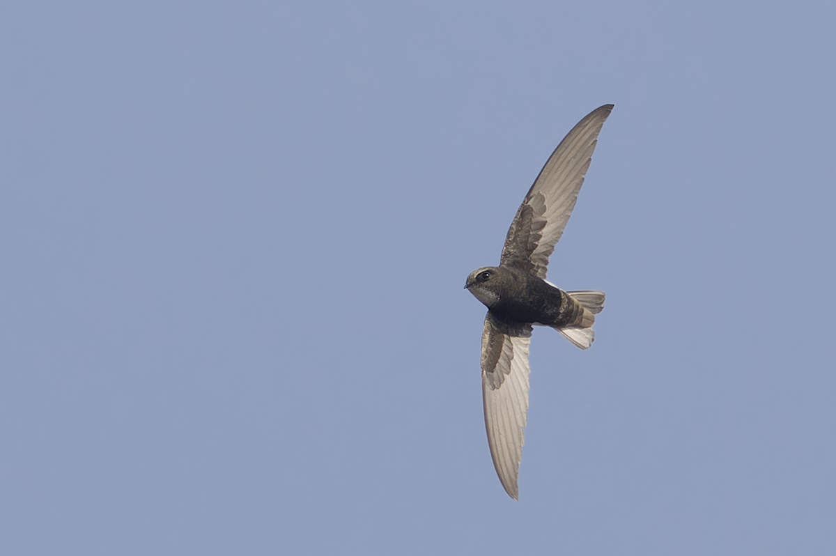 rorýs domovní - ML646449072