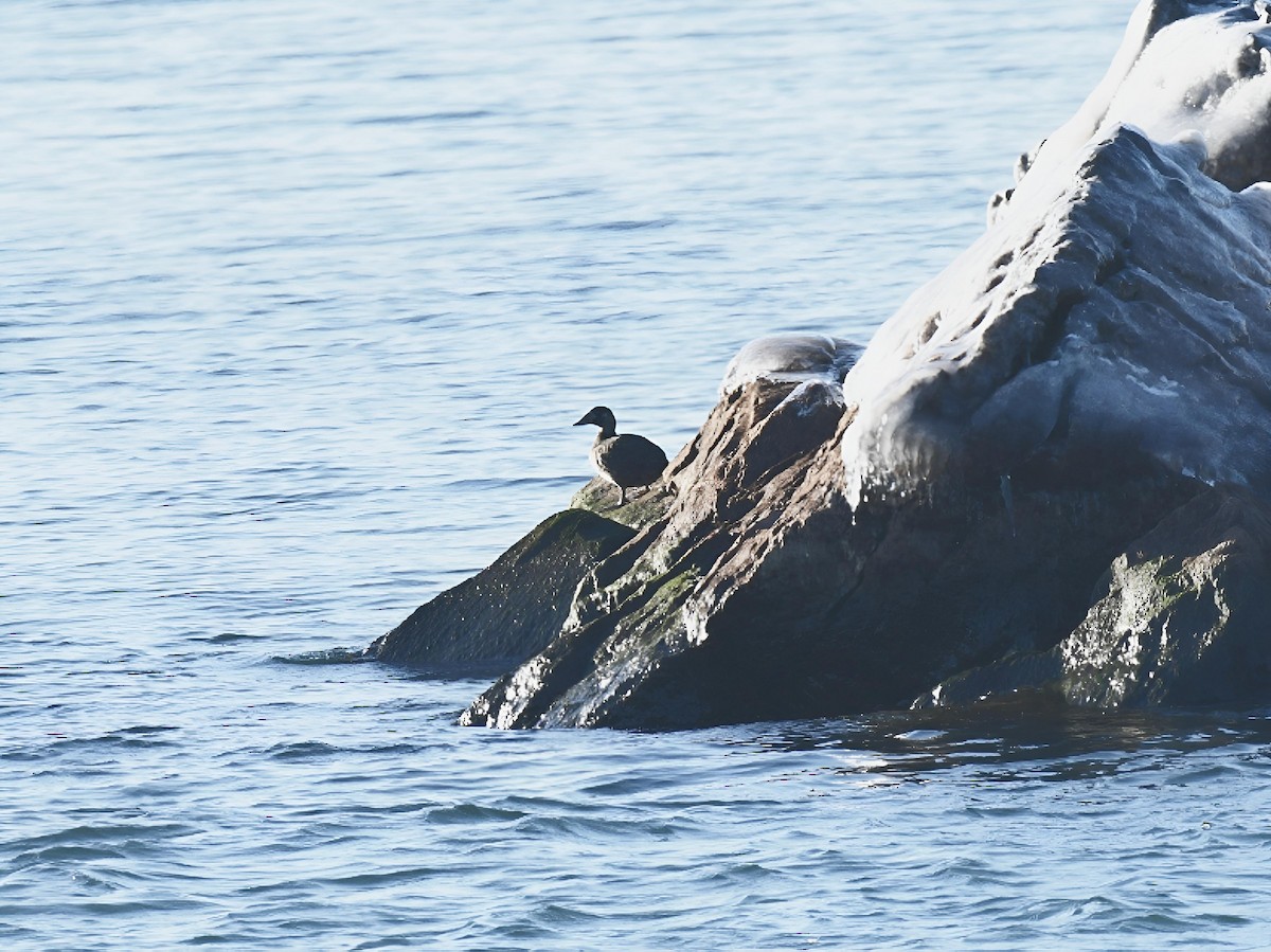 White-winged Scoter - ML646449073