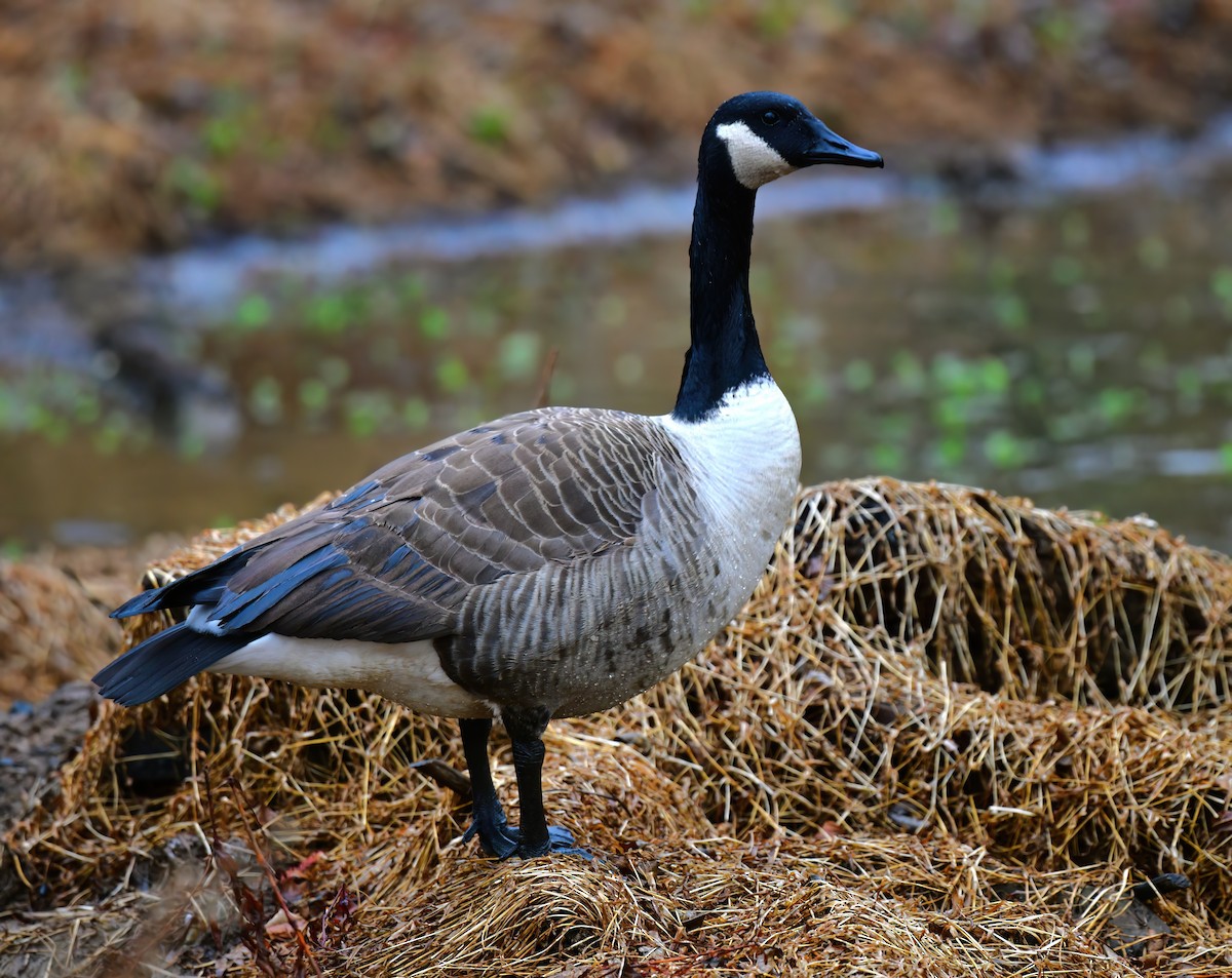 Canada Goose - ML646449074