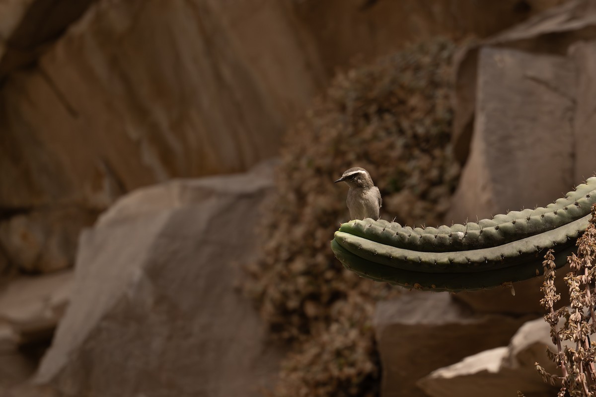 Пітайо білобровий - ML646449075