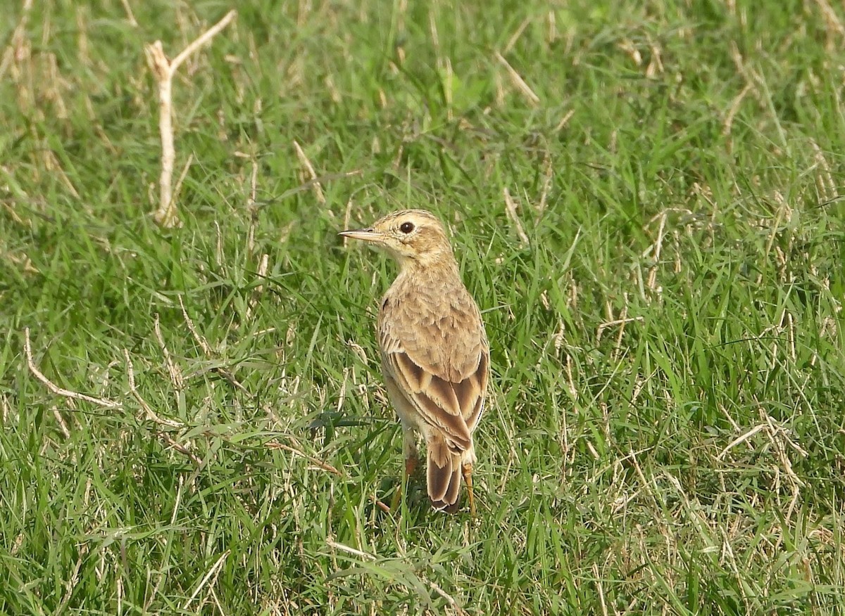 Paddyfield Pipit - ML646449076