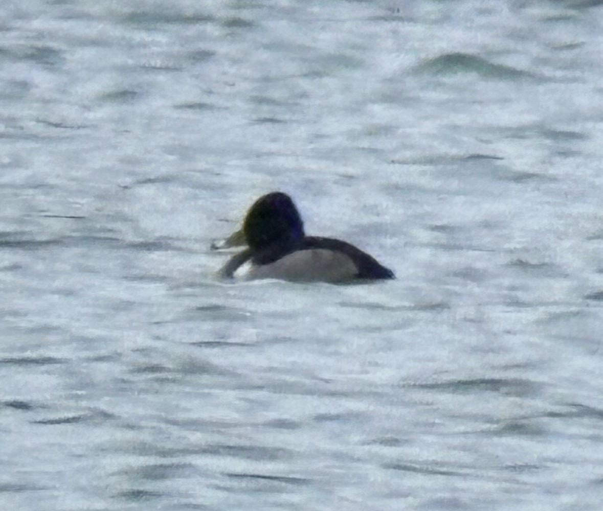Ring-necked Duck - ML646449077