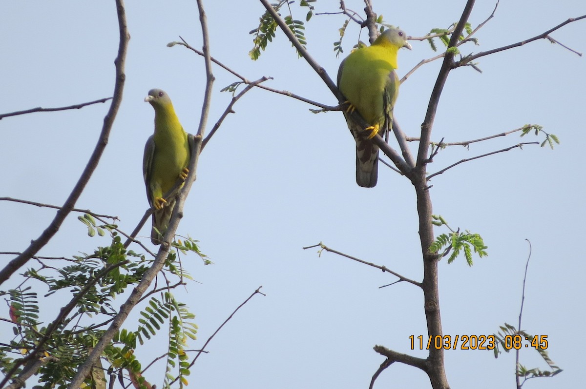 Yellow-footed Green-Pigeon - ML646449079
