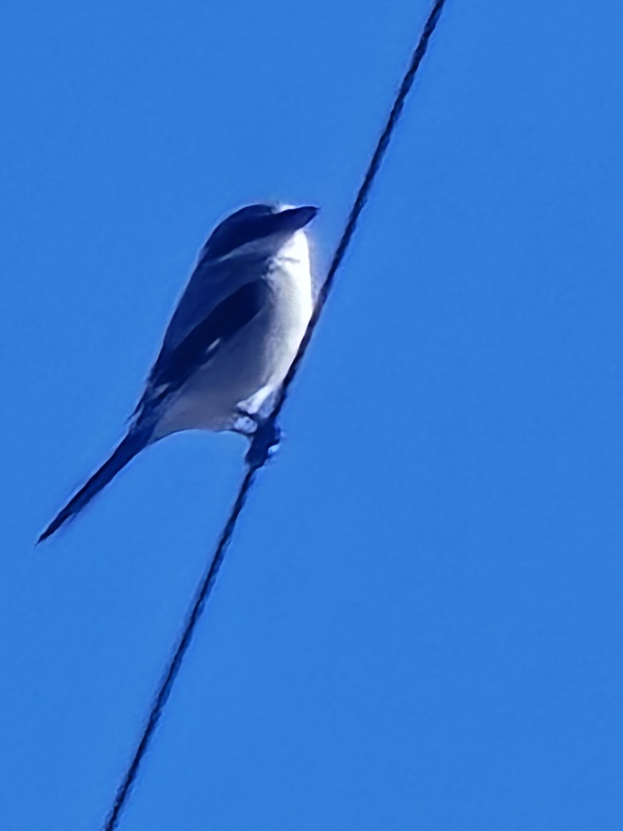 Loggerhead Shrike - ML646449080