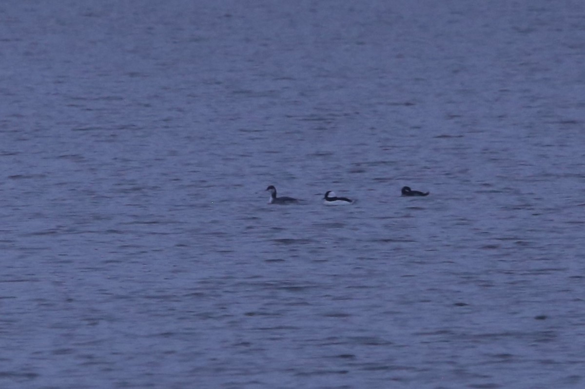 角鸊鷉 - ML646449082