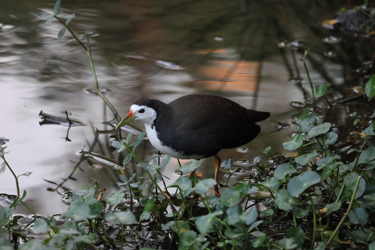 White-breasted Waterhen - ML646449083