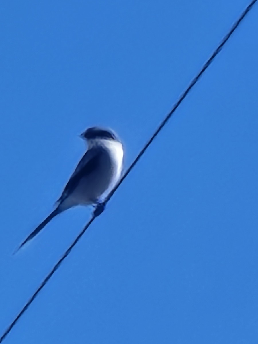 Loggerhead Shrike - ML646449085