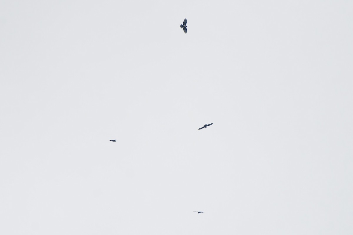 aviceda černá - ML646449086