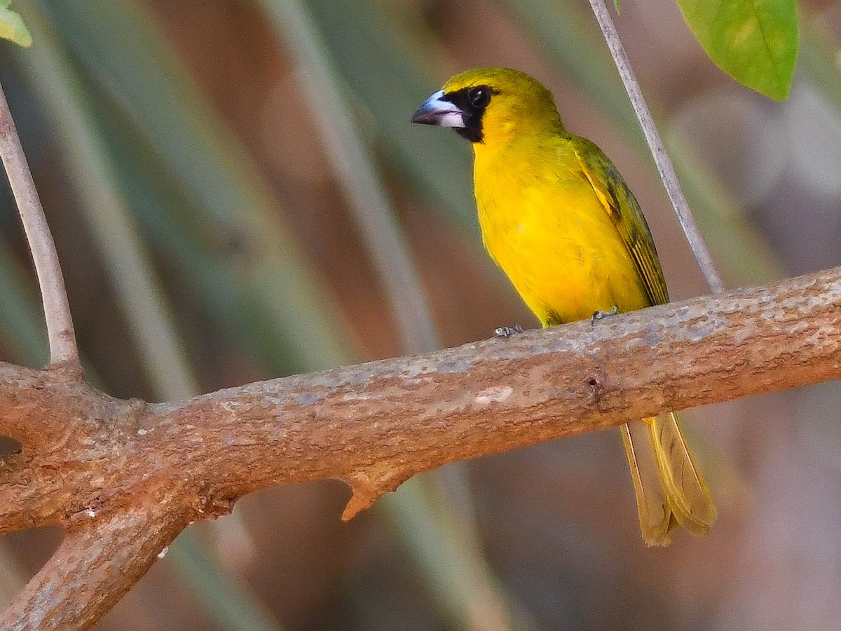 Yellow-green Grosbeak - ML646449087