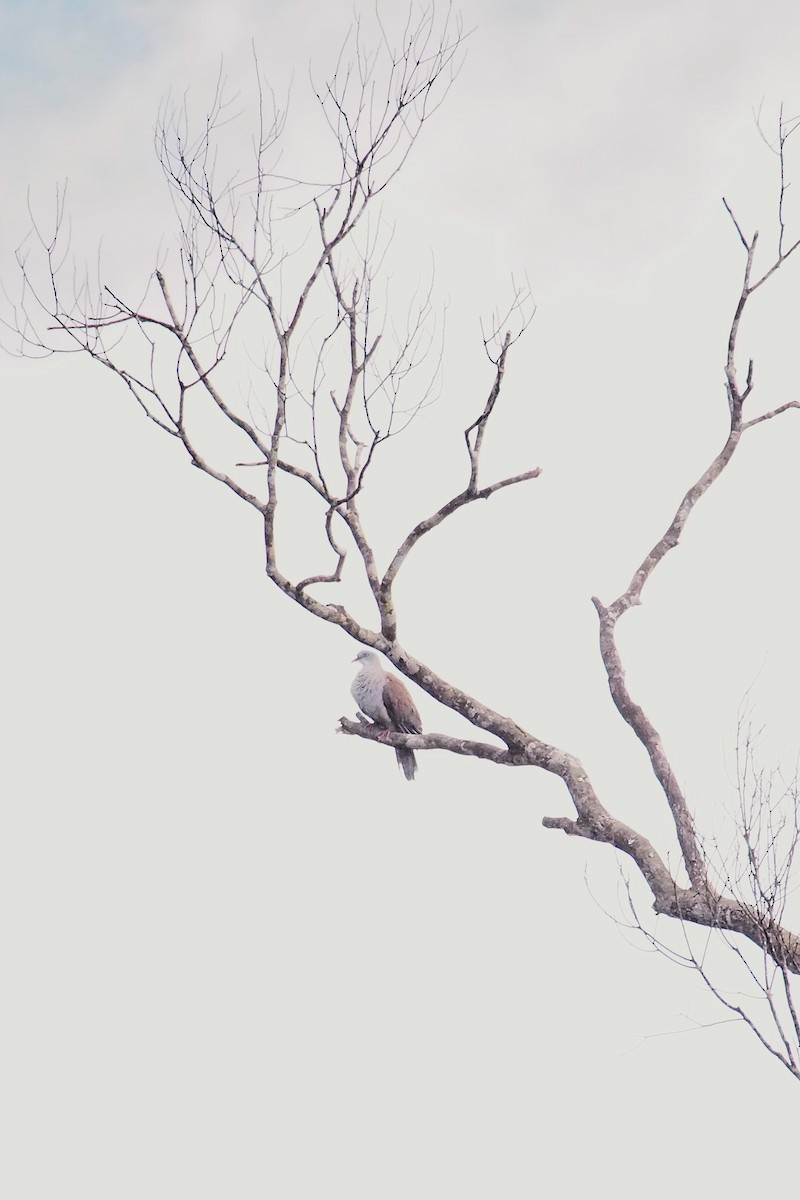 Mountain Imperial-Pigeon - ML646449088