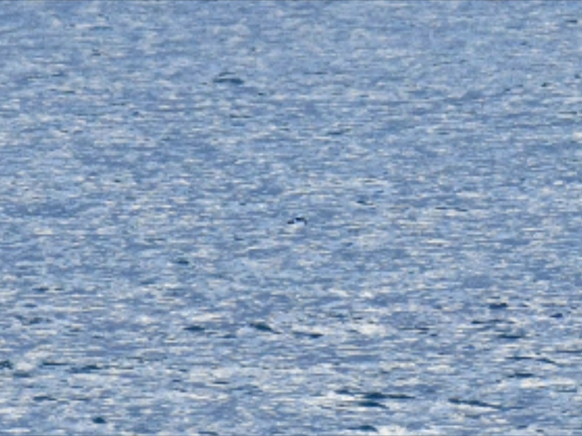 Long-tailed Duck - ML646449089