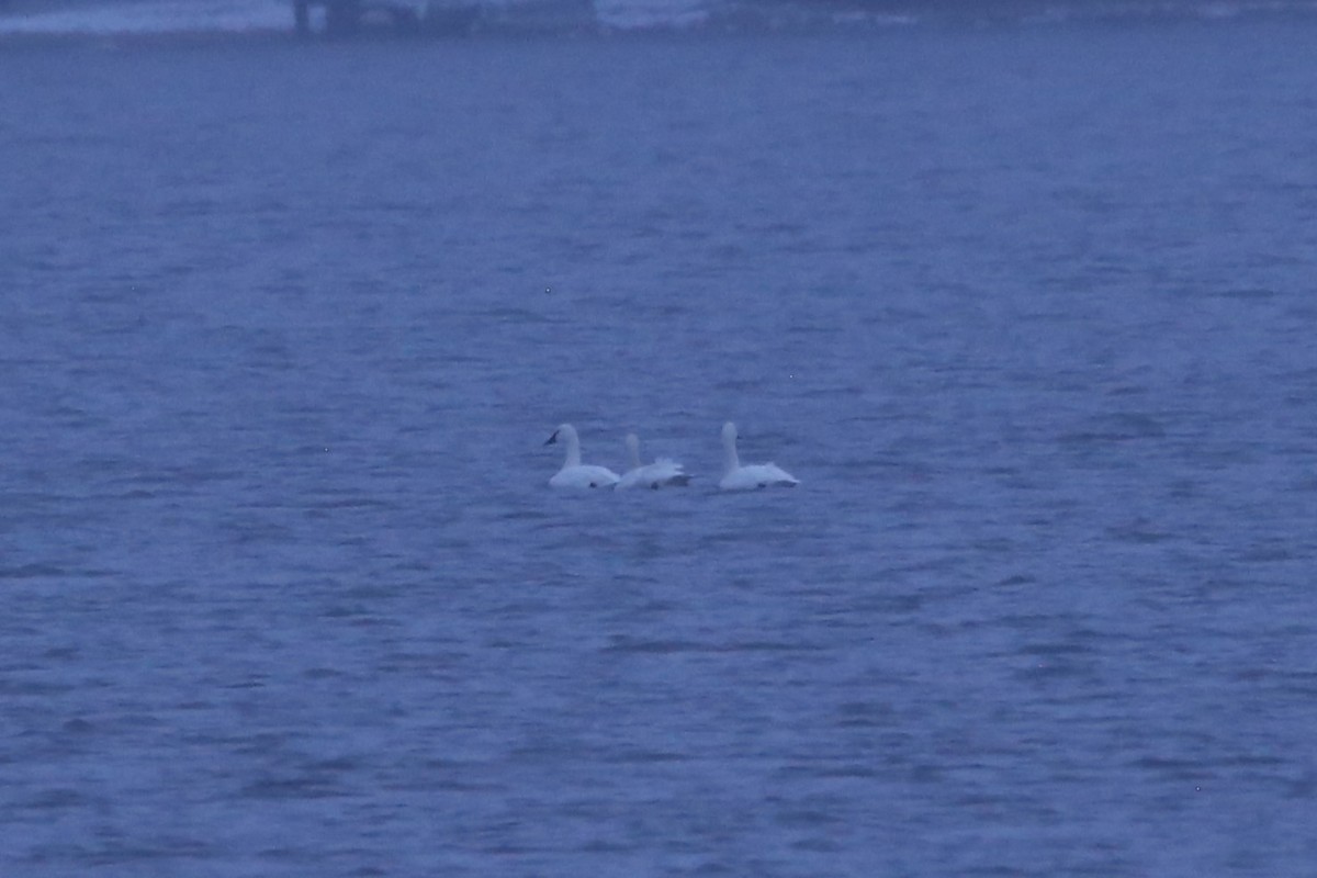 小天鵝 - ML646449090