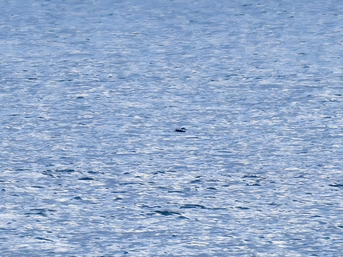 Long-tailed Duck - ML646449091