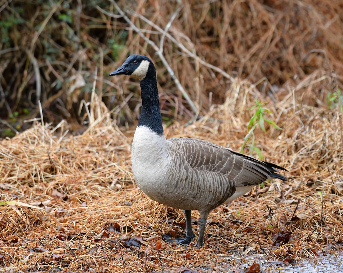 Canada Goose - ML646449092