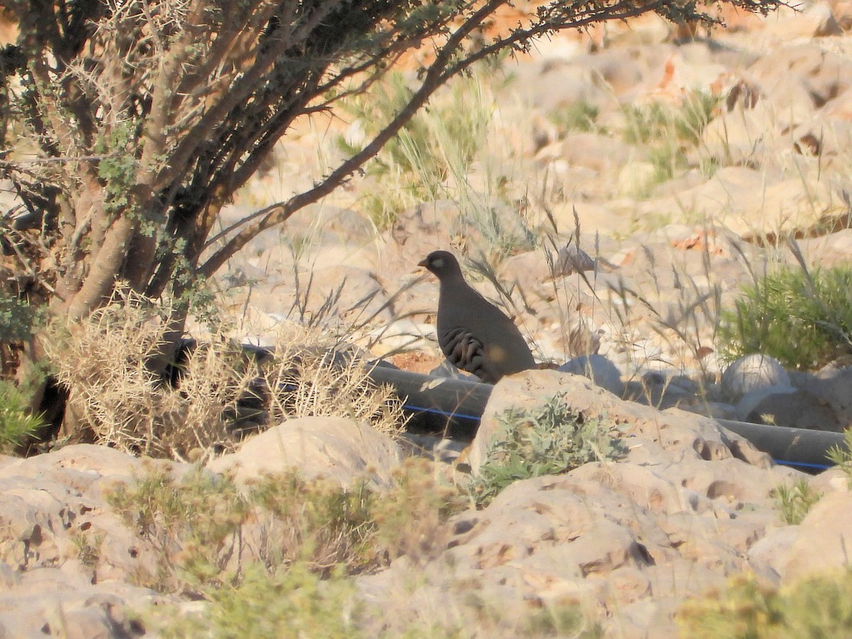 Sand Partridge - ML646449093