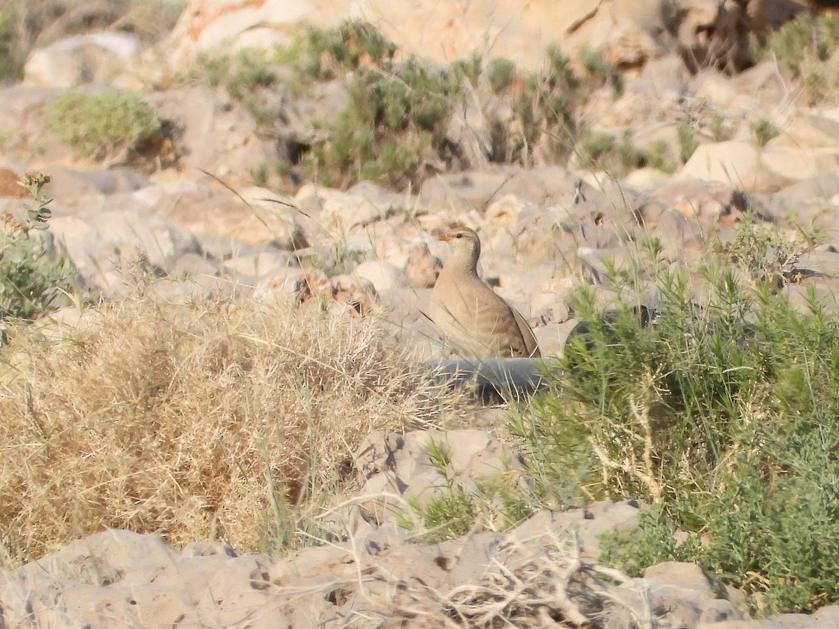 Sand Partridge - ML646449098