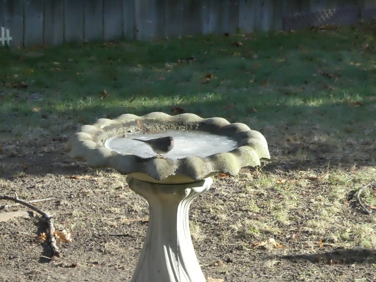 Dark-eyed Junco - ML646449099