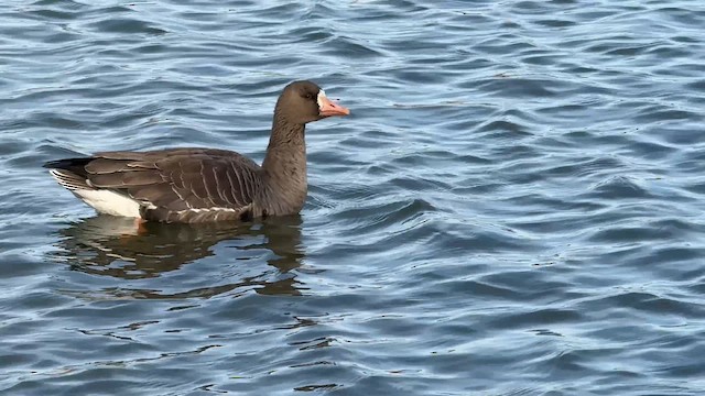 Белолобый гусь (gambelli/sponsa) - ML646449109