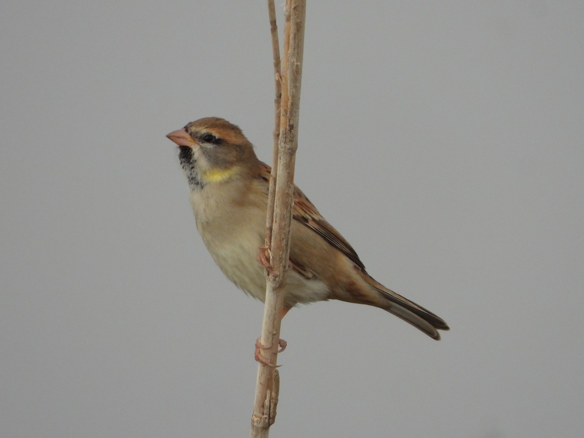 Dead Sea Sparrow - ML646449110