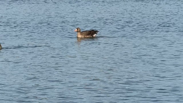 Белолобый гусь (gambelli/sponsa) - ML646449112