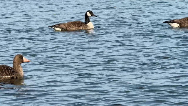 Белолобый гусь (gambelli/sponsa) - ML646449114