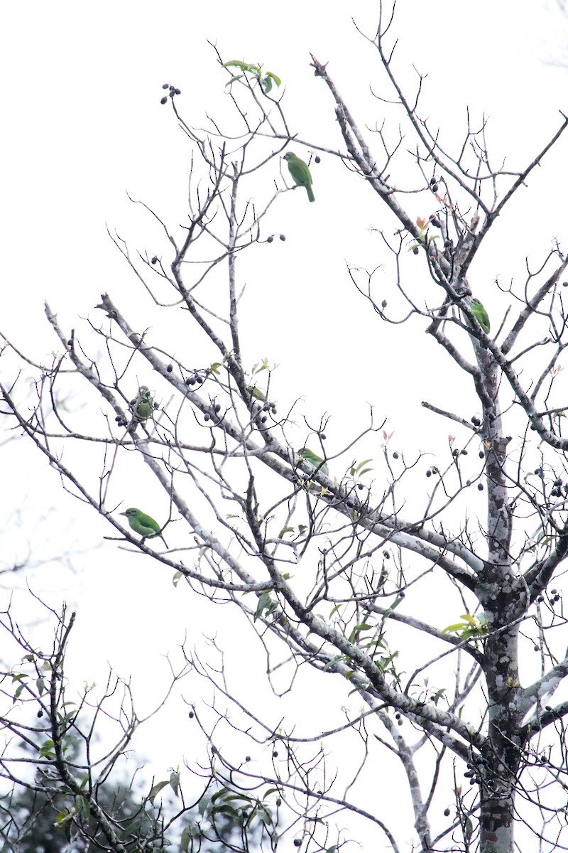 Moustached Barbet - ML646449116