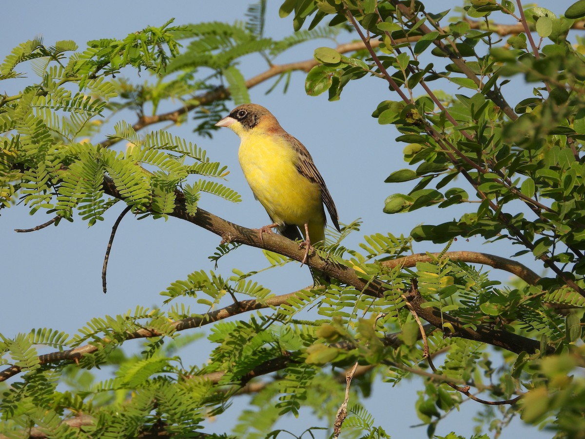 Хар толгойт хөмрөг - ML646449119