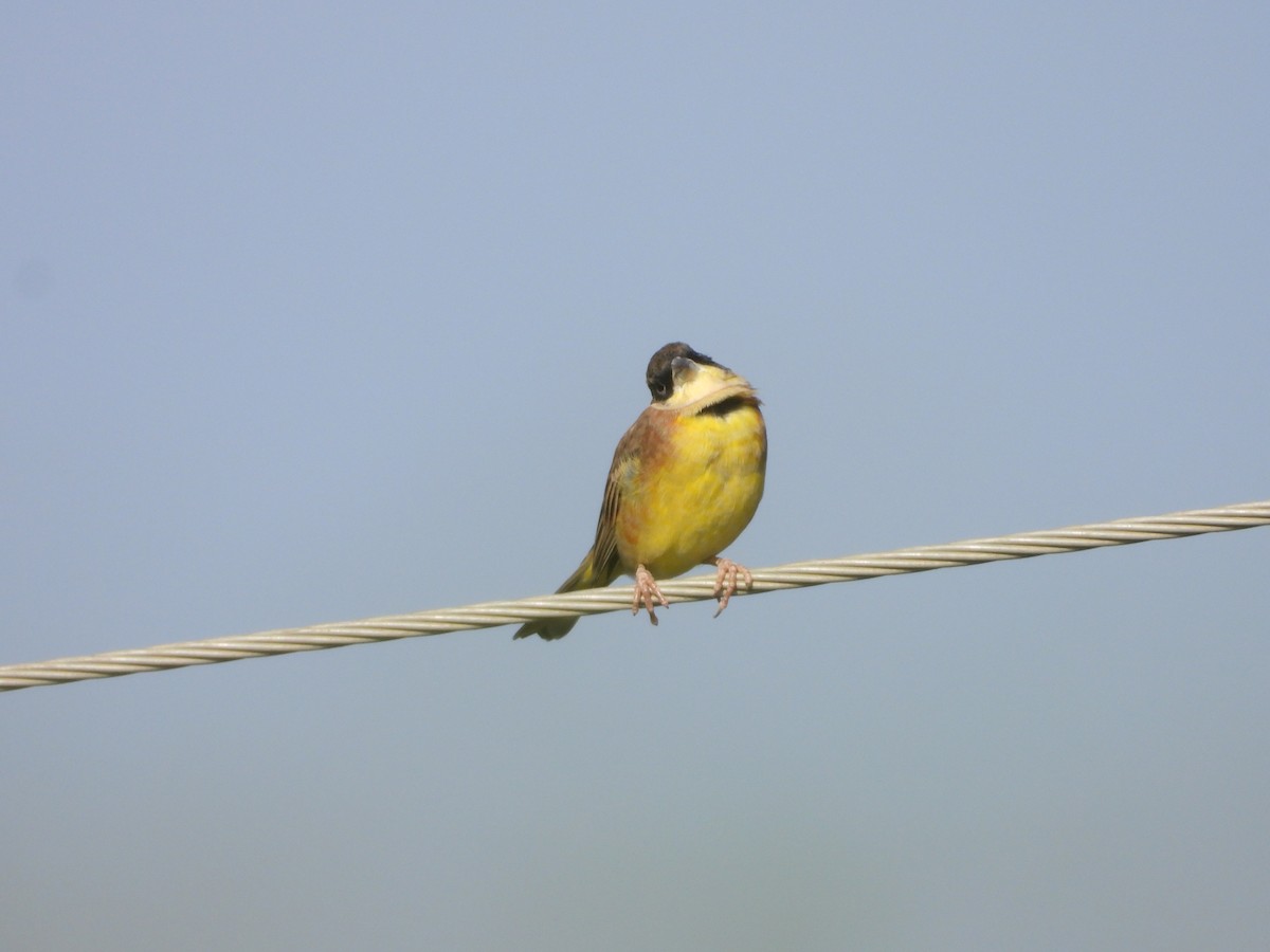 Хар толгойт хөмрөг - ML646449120