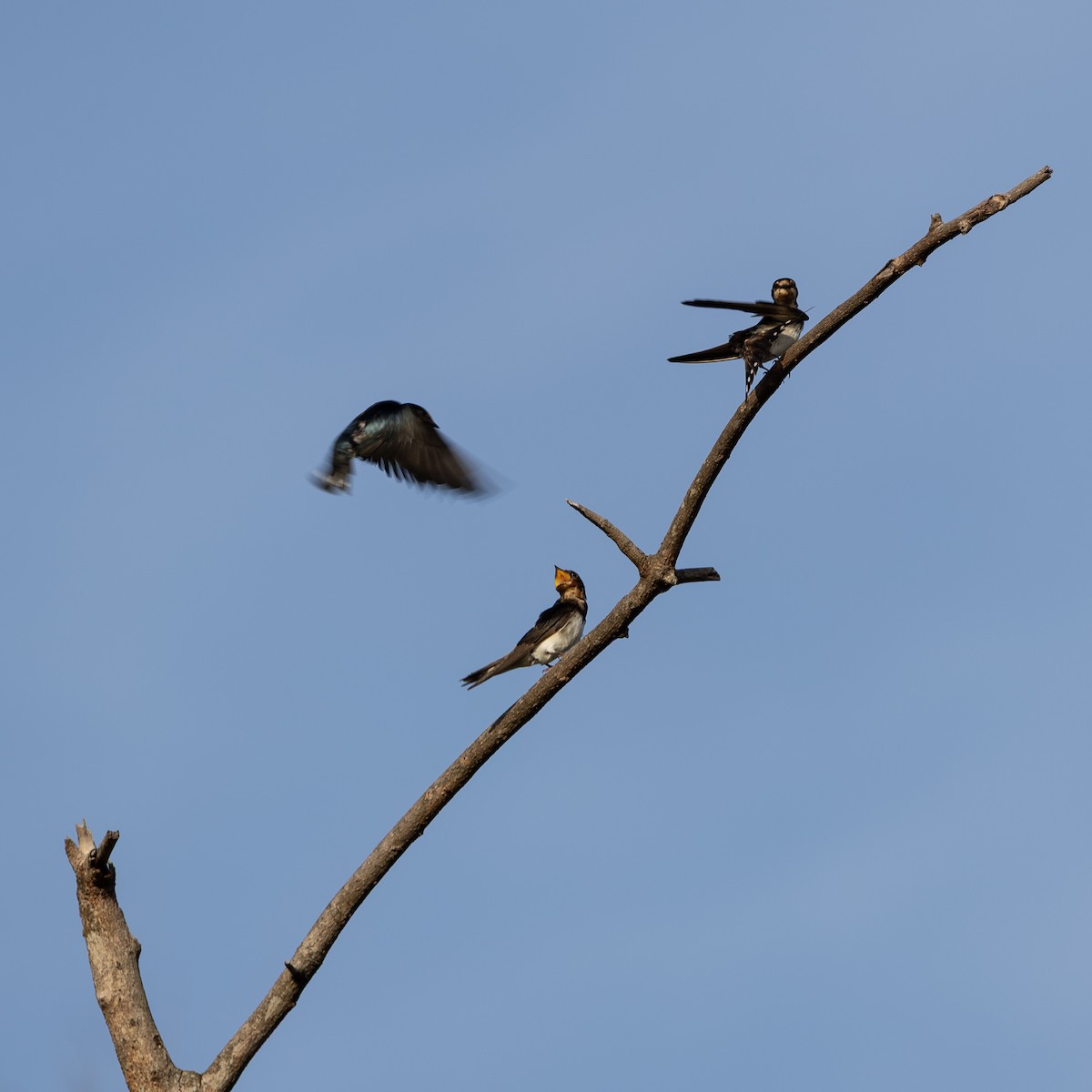 Barn Swallow - ML646449121
