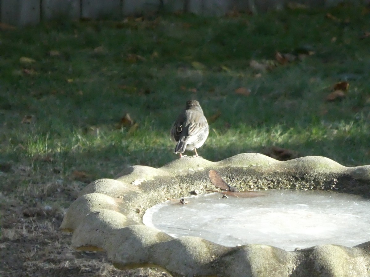 Dark-eyed Junco - ML646449123