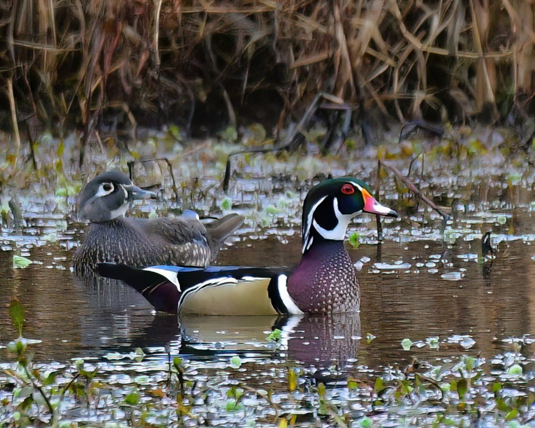 Wood Duck - ML646449124