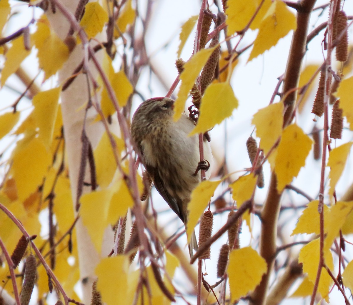 Pardillo Sizerín (alpino) - ML646449125